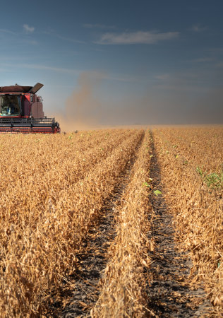 A combine harvester working in a wheat fieldの写真素材