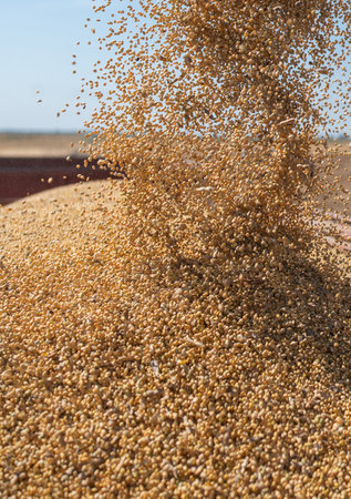 Grain auger of combine pouring soy bean into tractor trailer