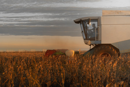 A combine harvesting soybeans at sunset