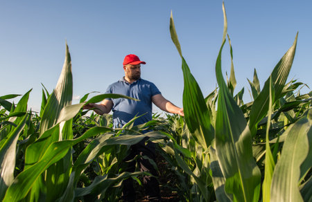 Farmer in corn fields. Growth, outdoor.の写真素材