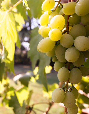 Bunches of ripen grapes hanging on the vine.