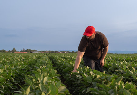 Farmer in soybean fields. Growth, outdoor.