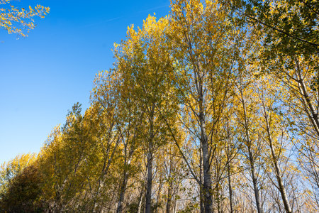 Autumn nature landscape of colorful forest in morning sunlightの写真素材