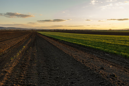 Green young field. Sunset over young green cereal field in springの写真素材