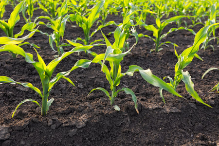 Young Corn Plants. Cornfield with sunset sun. Corn maize field in early stage