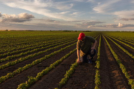 Farmer agronomist on a growing green soybean field. Agricultural industry.の写真素材