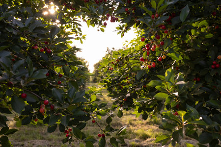 Fresh ripe sour cherry hanging on cherry tree in orchardの写真素材