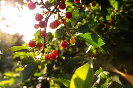Fresh ripe sour cherry hanging on cherry tree in orchard