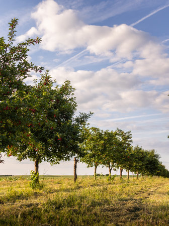 Fresh ripe sour cherry hanging on cherry tree in orchardの写真素材