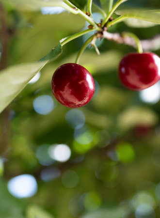 Closeup of sour cherries on cherry tree.の写真素材