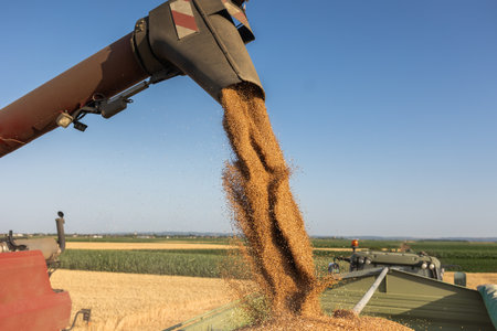 Wheat harvest. Combine harvesters transferring freshly harvested wheat to tractor-trailer