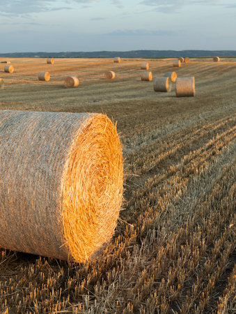 Sunset over the field. Beautiful sunset over a field with bales of hay.
