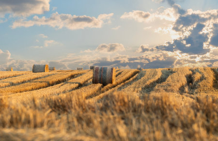 Sunset over the field. Beautiful sunset over a field with bales of hay. AI generated image.