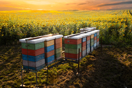 View beehives at a honey apiary close to a sunlit sunflower field.