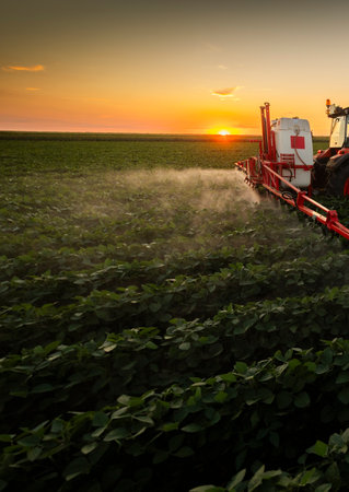 The tractor spraying soy at sunset in a lush green field.