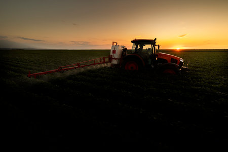 The tractor spraying soy at sunset in a lush green field.