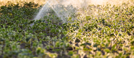 The tractor spraying soy at sunset in a lush green field.の写真素材