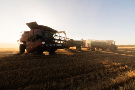 harvester loading off wheat on trailers. modern harvester loading off wheat on tractor trailers.
