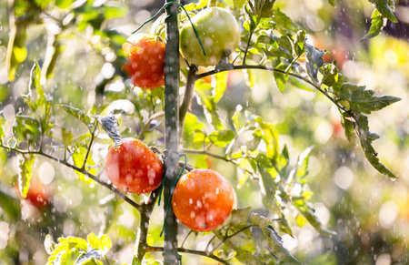 Watering seedling tomato plant in garden.Outdoor,sunlight.の写真素材