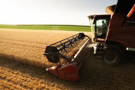 The combine harvester in a picturesque golden wheat field at sunset