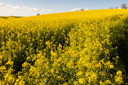 Yellow rapeseed field at the sunset. Sunlight illuminates yellow canola. Agricultural field. Rural...