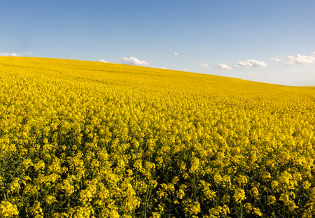 Yellow rapeseed field at the sunset. Sunlight illuminates yellow canola. Agricultural field. Rural...