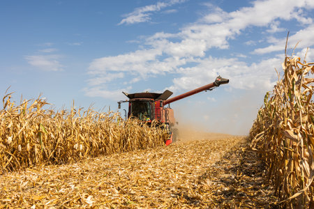 Combine Operator Harvesting Corn on the Field in Sunny Day.