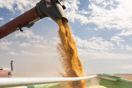 Wheat harvesting.Modern harvester loading off wheat on tractor trailers.の写真素材
