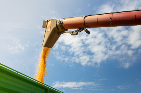 Wheat harvesting.Modern harvester loading off wheat on tractor trailers.の写真素材