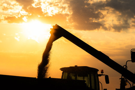 Grain auger of combine pouring corn into tractor trailer.Sunset.の写真素材