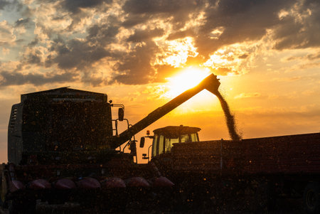 Corn Harvest. Transferring corn from a combine into a trailerの写真素材