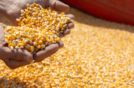 Farmer with corn kernels in his hands sitting in trailer full of corn seeds.
