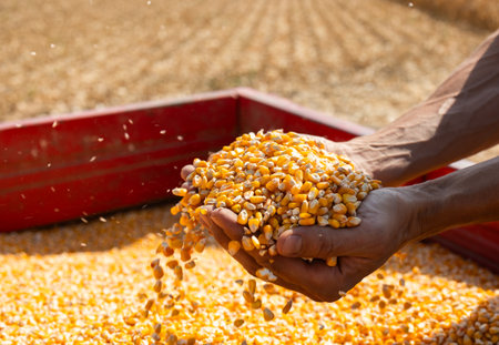 Farmer with corn kernels in his hands sitting in trailer full of corn seeds.