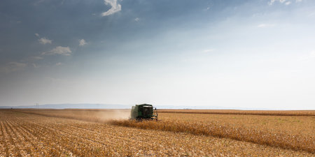 Combine Operator Harvesting Corn on the Field in Sunny Day.