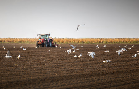 Farmer with tractor seeding - sowing crops at agricultural field. Plants, wheat.の写真素材