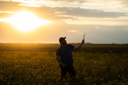 Farmer inspects soybean crop in agricultural field - Agro concept