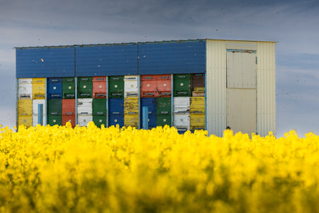 Bees working at the field. Beehives at oilseed fields and many bee flying in the airの写真素材