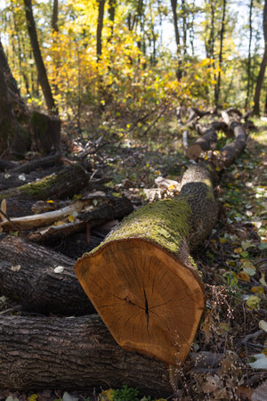 A large, fallen tree trunk in the fern forests of Mount