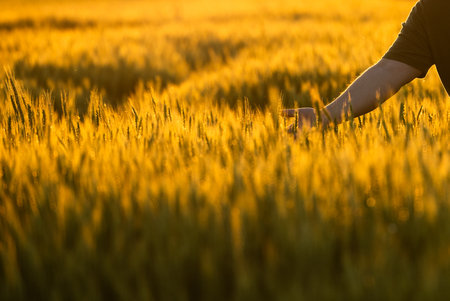 Young male farmer stand alone in wheat field during sunsetの写真素材
