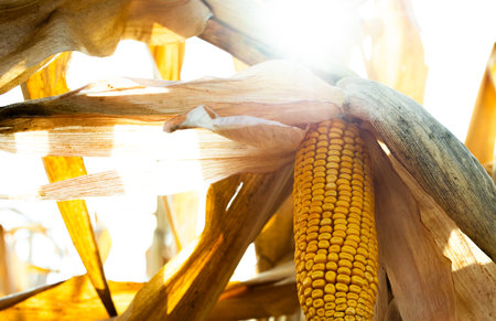 Close-up of a peeled corn cob in a corn field