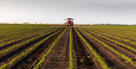 The tractor spraying soy at sunset in a lush green field.の写真素材