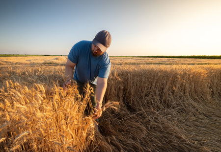 Young farmer looking with satisfaction at his cultivated field with a bunch of ripe wheatの写真素材
