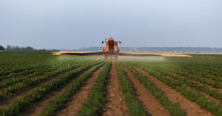 The tractor spraying soy at sunset in a lush green field.