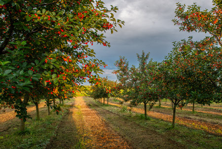 Sour cherry farm in an orchard. Orcharding sour cherry plantation during sunny dayの写真素材
