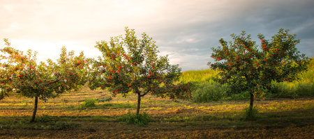 Sour cherry farm in an orchard. Orcharding sour cherry plantation during sunny dayの写真素材