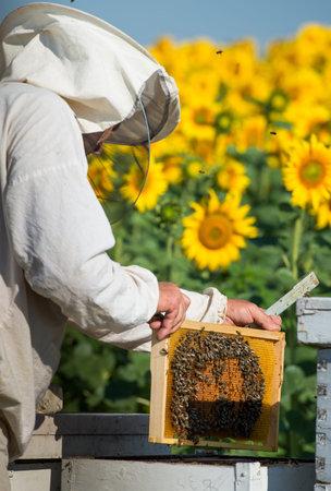 Beekeeper inspecting hive. Beekeeper inspecting the panel of a commercial hive.