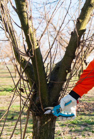 Pruning young fruit tree. Pruning of a young hazelnut tree in spring