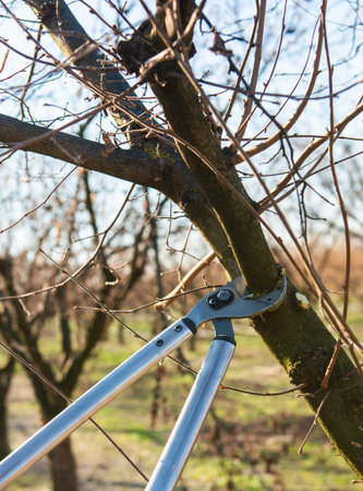 Pruning young fruit tree. Pruning of a young hazelnut tree in spring