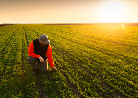 Young farmer examing planted young wheat during winter seasons