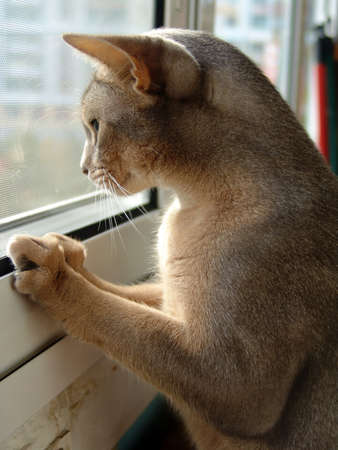 Abyssinian catの写真素材
